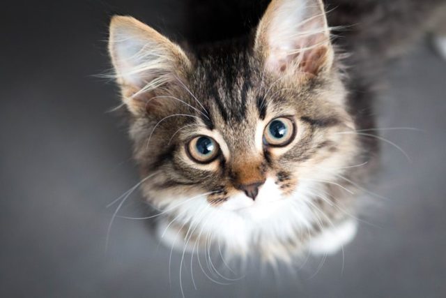 Free Cats Buffalo Ny Free Cats Buffalo Ny